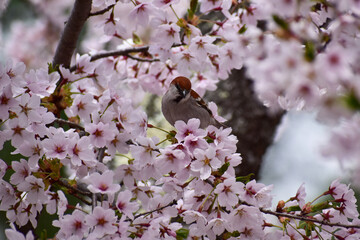 満開の桜の木にニュウナイスズメ