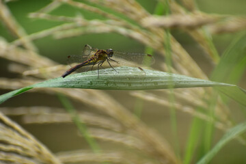 ススキの葉に止まるトンボ
