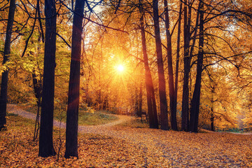 Pathway in the sunny autumn park