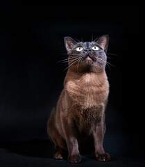 Cat on black background