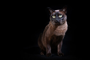 Obraz premium Cat on black background