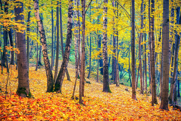 Bright foliage in the autumn forest