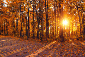 Bright trees in the sunny autumn park