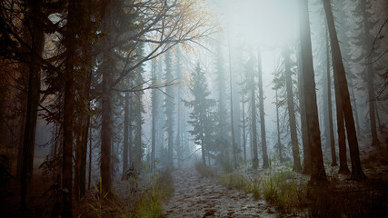Forêt dans le brouillard et la brume avec une lumière intense