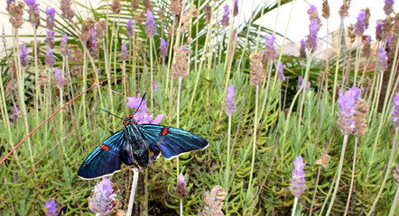 Mariposa polilla Azul, con rojo, naranja y negro. Originaria de Norteamérica
