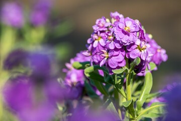 Fototapeta premium 優しい芳香があり長期間咲き続けるストックの花