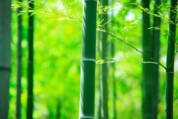 竹林