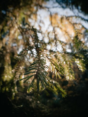 pine tree branches