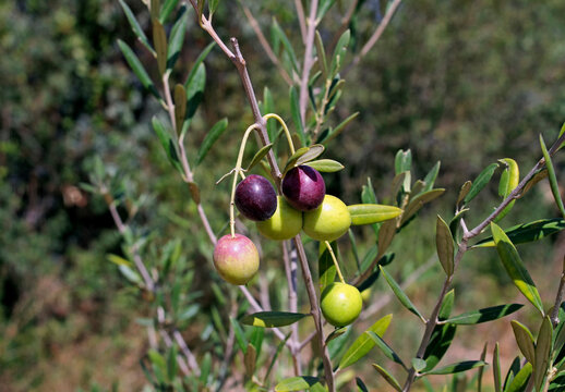 olive tree with olives