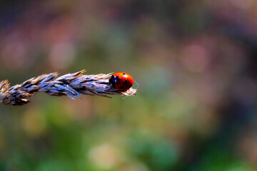 Insect ladybug sitting on a blade of grass. Blurred background.