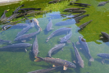 Obraz premium 池で泳ぐ鯉