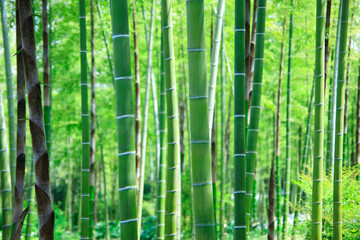竹林