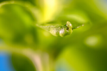 Extreme close-up of green basil (Ocimum basilicum) leaves with selecitve focus in Brazil
