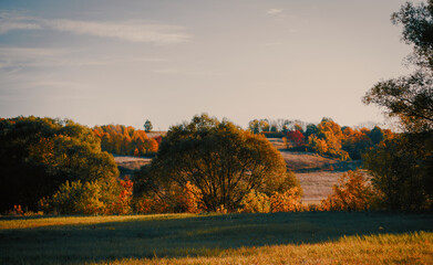 autumn landscape with a tree