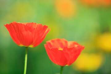 Obraz premium ポピー