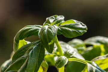 Extreme close-up with selective focus  of green basil (Ocimum basilicum) leaves  in Brazil
