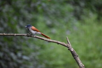 robin in the tree