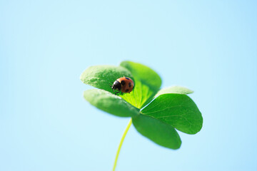 三つ葉と天道虫