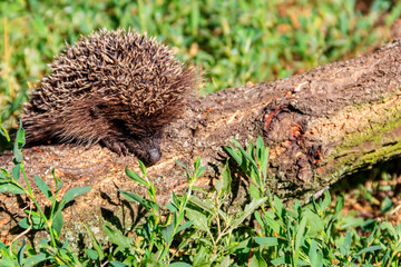Young European hedgehog (Erinaceus europaeus) on a log