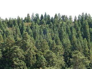 スギ林 山形県の山林