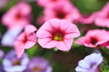 Obraz premium ミリオンベル