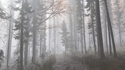 Fototapeta na wymiar Forêt dans la brume et le brouillard très lumineuse et claire avec un petit sentier au milieu des arbres