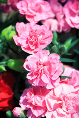 カーネーション、ピンク