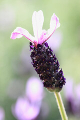 フレンチラベンダー