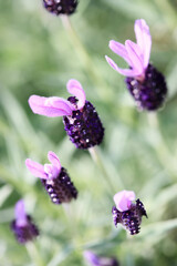 フレンチラベンダー