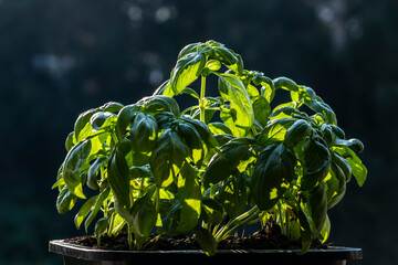 green basil (Ocimum basilicum) leaves on pot with selecitve focus in Brazil