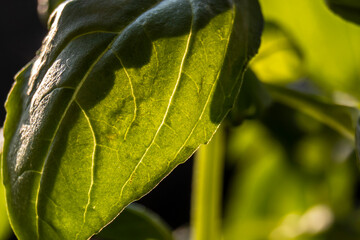 extreme closeup of green basil (Ocimum basilicum) leaves on pot with selecitve focus in Brazil