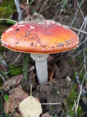 Beautiful red orange mushroom amanita in the moss