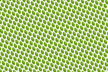 Basil. Green leaves of fresh italian basil background on whte backdrop. Basil leaves isolated on white background. flat lay