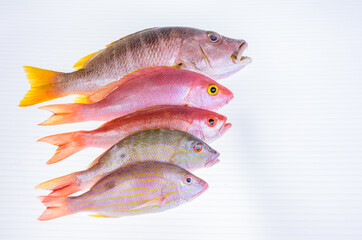 Raw Sea food. Variation of fresh Snapper fishes on white background.