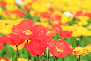 Obraz premium ポピー