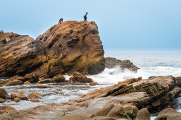 Pelican sitting on a Rock Outcropping on the Pacific Coast 