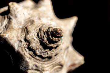 Naklejka premium Extreme close-up of sea shell with selecitve focus in Brazil
