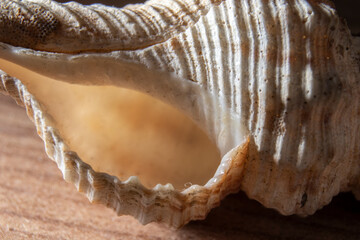 Extreme close-up of sea shell with selecitve focus in Brazil
