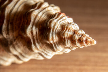 Extreme close-up of sea shell with selecitve focus in Brazil