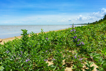Leaf of Goat's foot creeper or Beach morning glory on the sea beach with fishing boats is the fishermen in southern Thailand with mountain ,blue sky and sunlight background