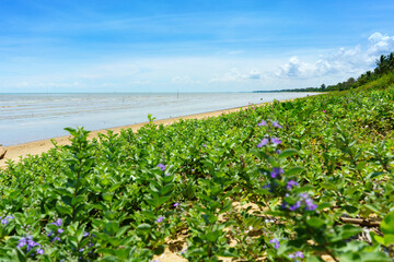 Leaf of Goat's foot creeper or Beach morning glory on the sea beach with fishing boats is the fishermen in southern Thailand with mountain ,blue sky and sunlight background