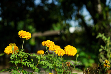Yellow and orange marigold flowers (tagetes) in bloom