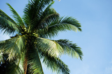 Obraz na płótnie Canvas Coconut palm trees, beautiful tropical background