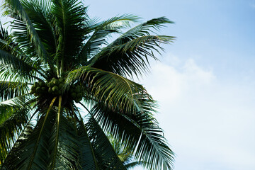 Obraz premium Coconut palm trees, beautiful tropical background