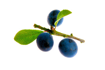 Obst, Obstsorte. Historische Primitivpflaume, Kricke auch Haferpflaume genannt...