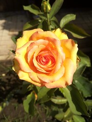 yellow rose on green background