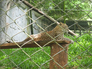leopard
