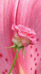 pink rose with dew drops on lilac textured background