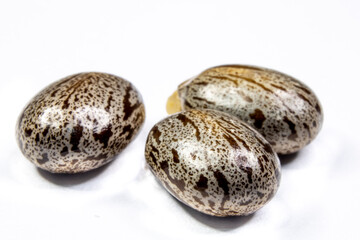 Castor bean seeds isolated on white background in Brazil