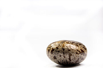 Castor bean seeds isolated on white background in Brazil